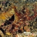 octopus_kbrmw2_h_0196_sul3996.jpg